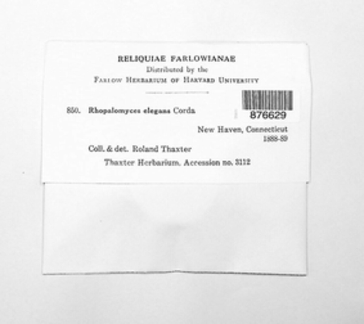 Helicocephalidaceae image